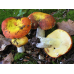 Мицелий Сыроежки золотисто-красной / Сыроежка золотистая (Russula aurata)